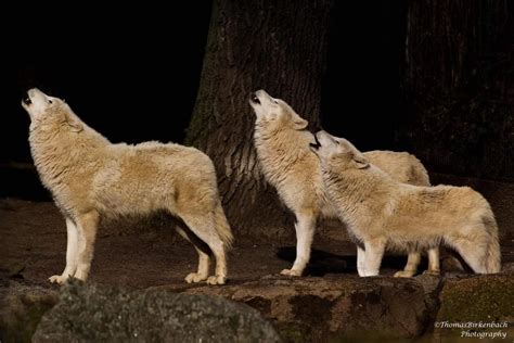 Image result for Zebra Zoo Wolves Howling