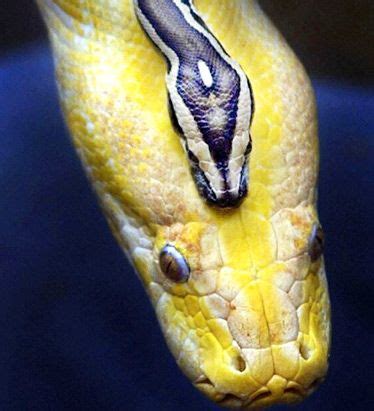 Image result for Burmese Python Cute