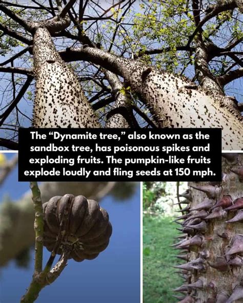 Exploding Tree 的图像结果