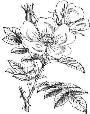 Rosa - Sotto le querce