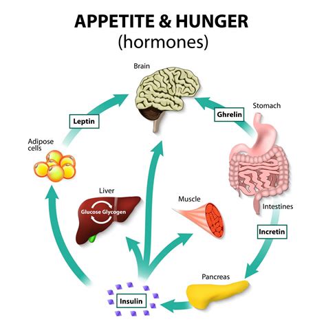 Metabolism and Your Hormones | Jillian Michaels