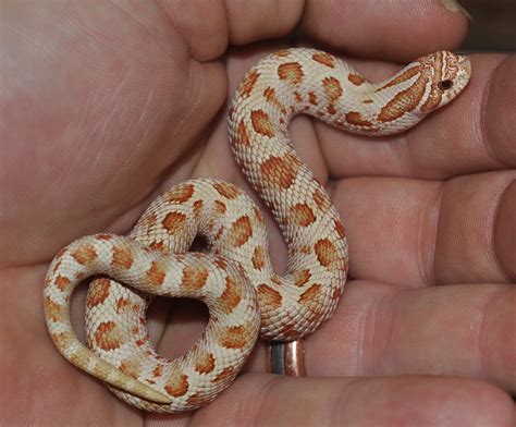 Purpleline Toffeeconda Western Hognose-heterodon nasicus - by Justin ...