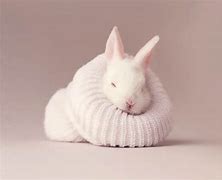 Image result for Pink Baby Bunnies