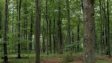 Forest Photo by Planting Better Forests For A Changing Future Forest Photo