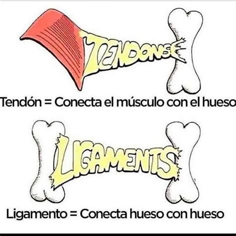 Pin de Dany en Ciencia | Anatomia y fisiologia humana, Anatomía médica ...