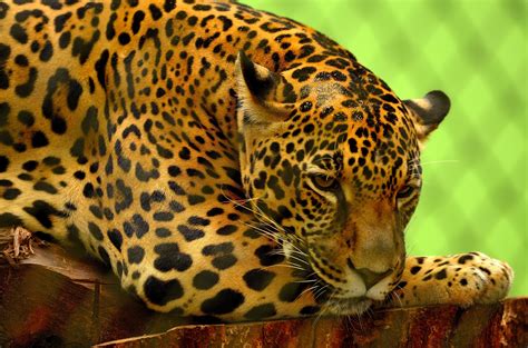 Free photo: Wild Jaguar - Animal, Fierce, Jaguar - Free Download - Jooinn