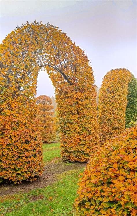 Planting Tree Guide NParks 的图像结果