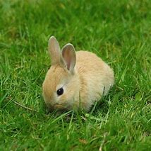 Image result for White Dwarf Bunny Baby
