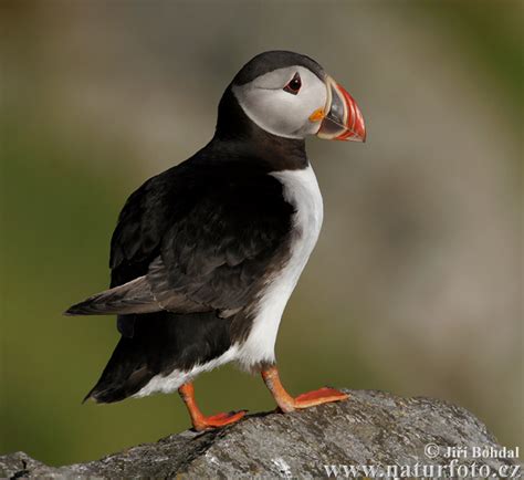 The Puffin in Iceland | Best time and places to see the Puffin in Iceland