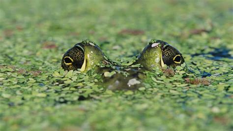 Image result for Adaptable Animals