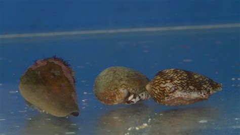 Image result for Cone Shell Venom