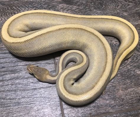 Image result for Hypo Ball Python