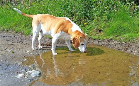 The Giardia Parasite in Dogs - Whole Dog Journal