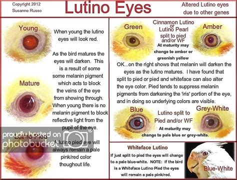 Image result for Animal Variation Examples