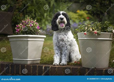 Image result for Cockapoo Dog Sitting Down