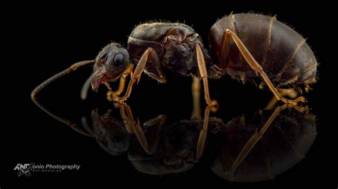 Lasius niger - ANTonio Photography