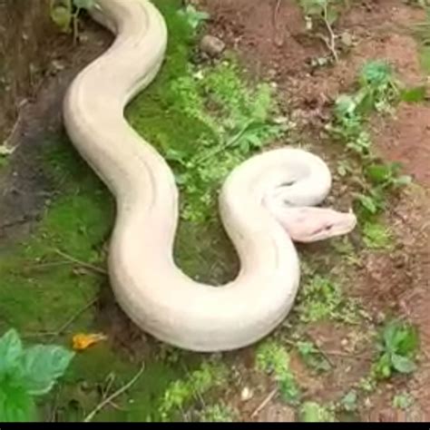 Image result for Python Code in Kannada