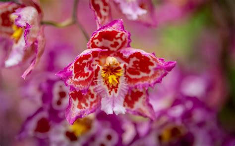 Download wallpaper 3840x2400 orchid, flower, petals, spots, blur 4k ...