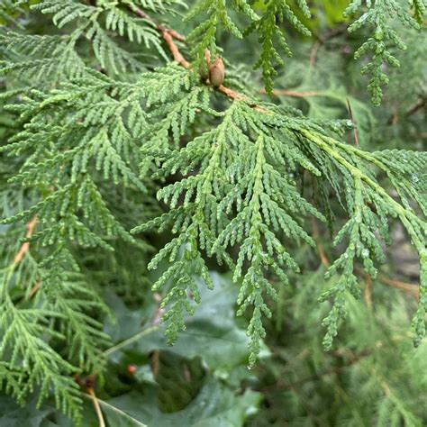 Northern White Cedar Leaves