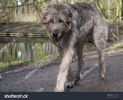 Is The Irish Wolfhound The Tallest Breed Of Dog
