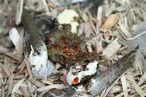 Image result for Types of Chicken Poop