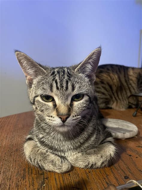 is my cat a bengal/tabby mix? : r/cats