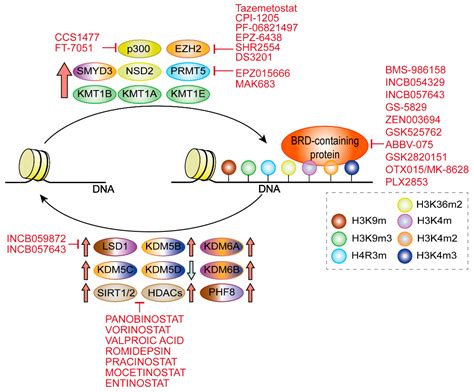 Epigenetic and Epitranscriptomic Control in Prostate Cancer
