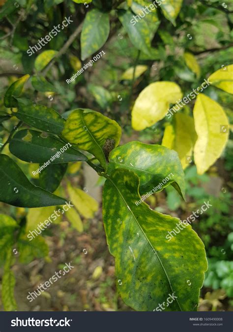 How To Treat Zinc Deficiency In Plants at Alana Wardill blog - symptoms of zinc deficiency in plants