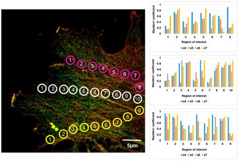 Colocalization Analysis of Cytoplasmic Actin Isoforms Distribution in ...
