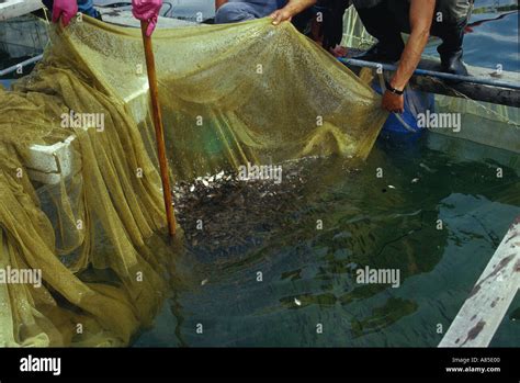 Small Fish Farm 的图像结果