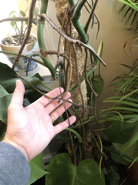 Why are my monstera aerial roots dying? I know they’re used for climb ...