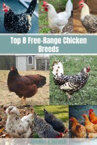 Image result for Chicken Fried Tutorial