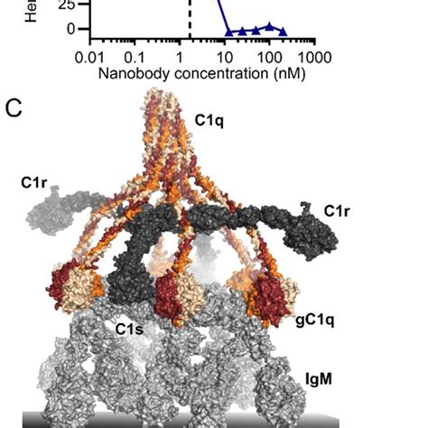 Image result for Complement Assays