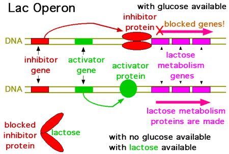 Image result for Lac Operon Components