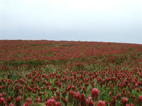 A Field Full of Crimson Clover – wildeherb.com