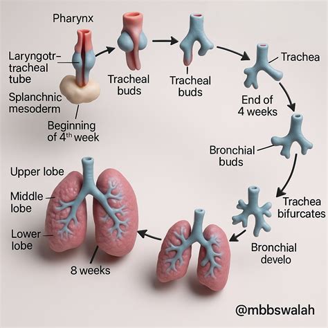 Understanding The Stages Of Lung Development In The Womb