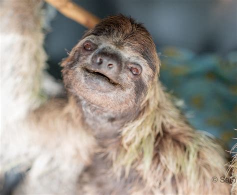 Image result for Sloth Legs