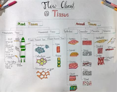 Image result for Flow Chart of Class 9 Science Ch.6 Tissue
