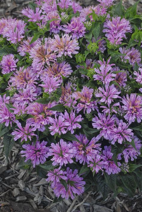 'Pardon My Lavender' - Bee Balm - Monarda didyma | Bee balm, Pink ...