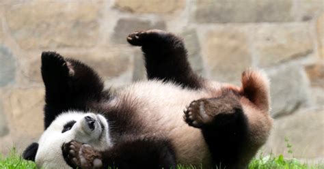 Pandas Could Be Gone From US Zoos by End of 2024