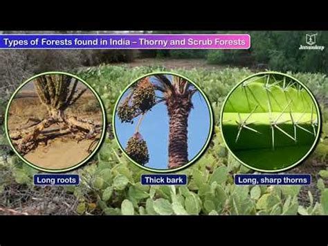 Forests - types and its importance Video Lecture - Social Studies for ...