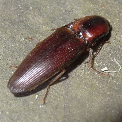 Large brown click beetle | Project Noah