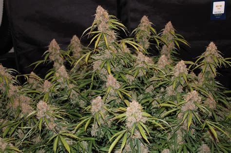 Northern Lights Auto 3: Feminized Autoflower Seeds - DCSE