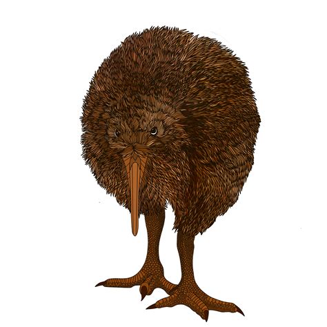 Kiwi_2 - Learn English Spanish Online