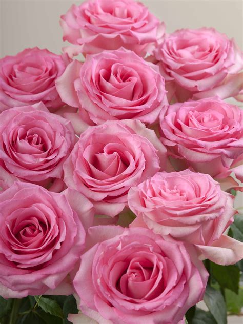 Rosaprima | Sweet Unique