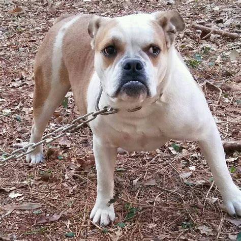 Olde English Olde english - Heru Prajimi