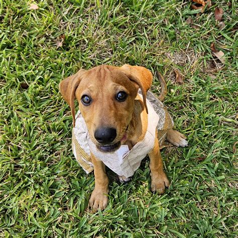 Dog for adoption - Brittany, a Redbone Coonhound Mix in Kennebunkport ...
