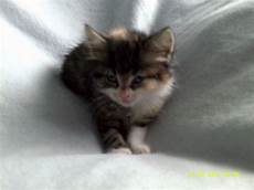 kittens for sale kittens for sale wolverhton west midlands pets4homes kittens for sale kittens for sale wolverhton west midlands pets4homes