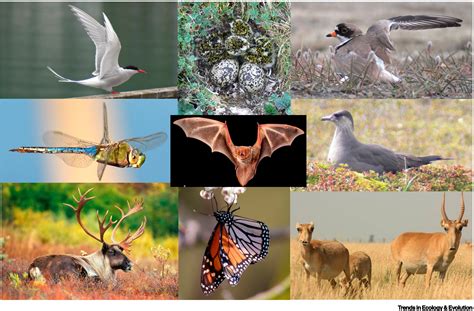 Animal migration to northern latitudes: environmental changes and ...