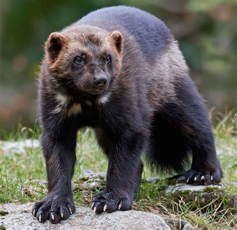 7 Best States to See Wolverines in the Wild